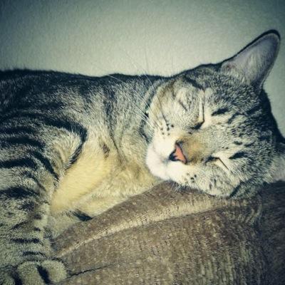 Paws4AllClaws's profile picture. We support the rights of cats and dogs!