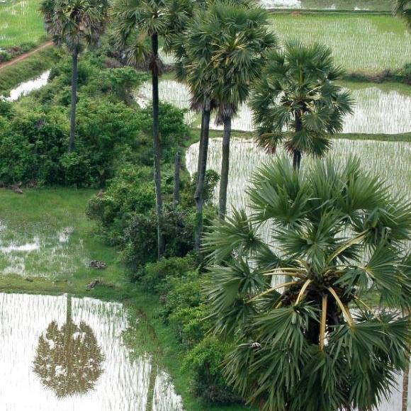 kon khmer