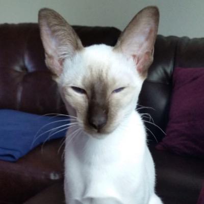 iamverin's profile picture. Sometimes I am good, sometimes bad, but always skeptical.