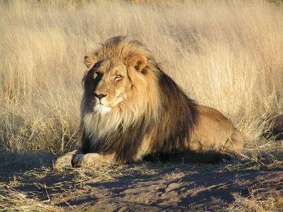 Funny, clever, flirty, sophisticated: Chip Van Lion.