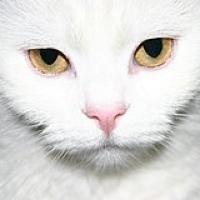 felidae1nh (@felidae1nh) 's Twitter Profile