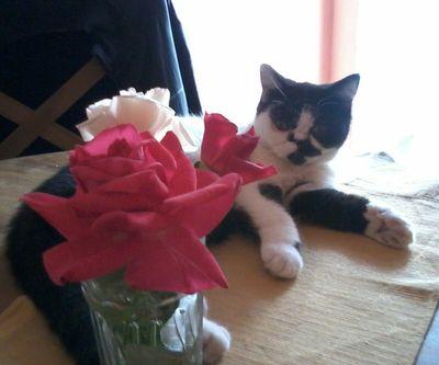 BonaldiJimena's profile picture. 