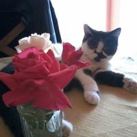 Jimena Bonaldi (@bonaldijimena) 's Twitter Profile Photo