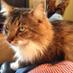 CapturedbyKitties (@wow_giantkitty) Twitter profile photo CapturedbyKitties (@wow_giantkitty) Twitter profile photo