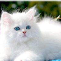 marinacestari (@marinacestari3) 's Twitter Profile