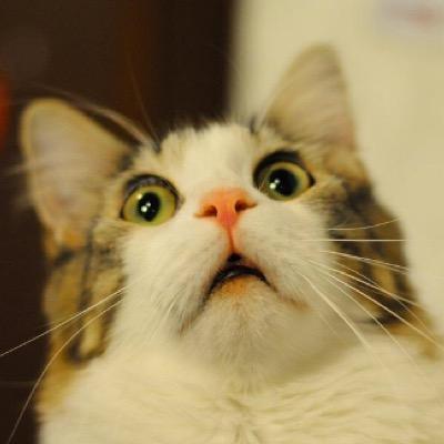 InternetPython Profile Picture