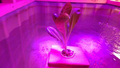 Aquaponics, Experimenting with fuel saving devices, Building water features, Raising fish, Becoming self sufficient.
