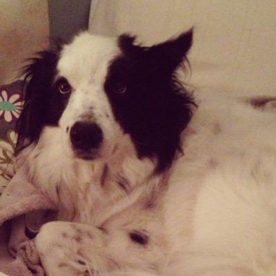 pizzapizzapup's profile picture. Just a dog who likes pizza, socks, and most of all, McDonald's! My human, Melissa, is the best also.