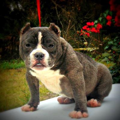rowansbullyfarm's profile picture. we are an American bully kennel located in south Florida. we specialize in micro bully and exotic bully and breed from DAX, miagi & other gotti bloodlines.