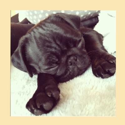 youtube zoella, alfie, joe sugg, shaytards, sacconejolys.