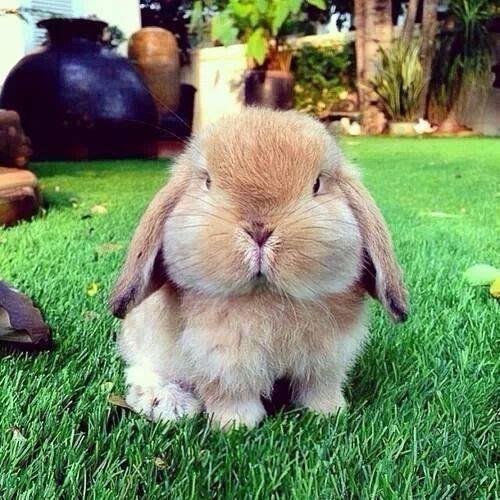blessing your timelines one picture at a time❤️ tweeting pictures of cute animals because who doesnt love cute animals¿
