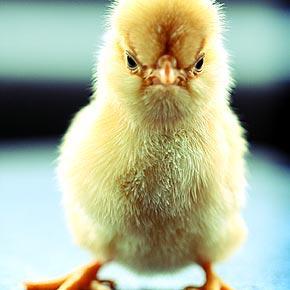 grouchywoman's profile picture. Native Washingtonian (the real one, not the political one), 2nd gen.  Love cooking, dogs and digging in the dirt. Turns out that I'm not all that pithy.