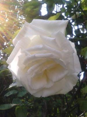 amandaoud's profile picture. 