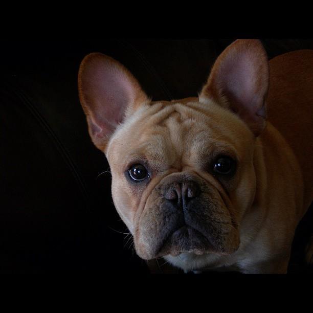 Follow us on instagram:  FrenchBulldogs