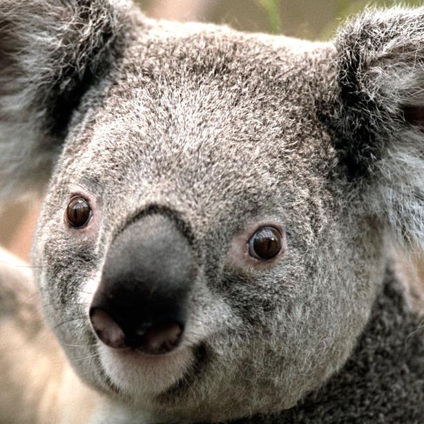 cgtumwa's profile picture. 