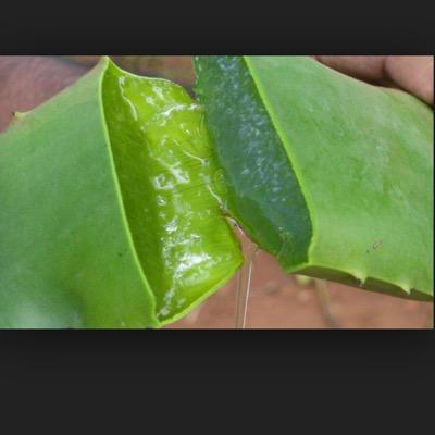Hi we are a home based company which specialise in aloe Vera products everything from weight loss,health and beauty to animal care please email any questions .