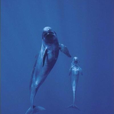 70_bs's profile picture. scruto ,osservo ,intuisco e deduco. il resto è noia. qui per svago