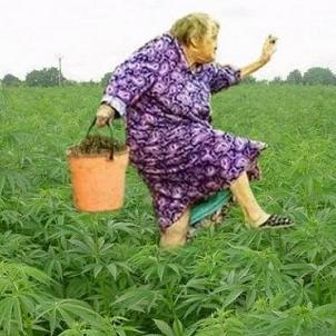 irshega's profile picture. 