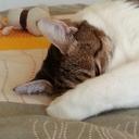 Casper - @CasperLeChat - Twitter