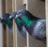ItaliaPigeons's profile image