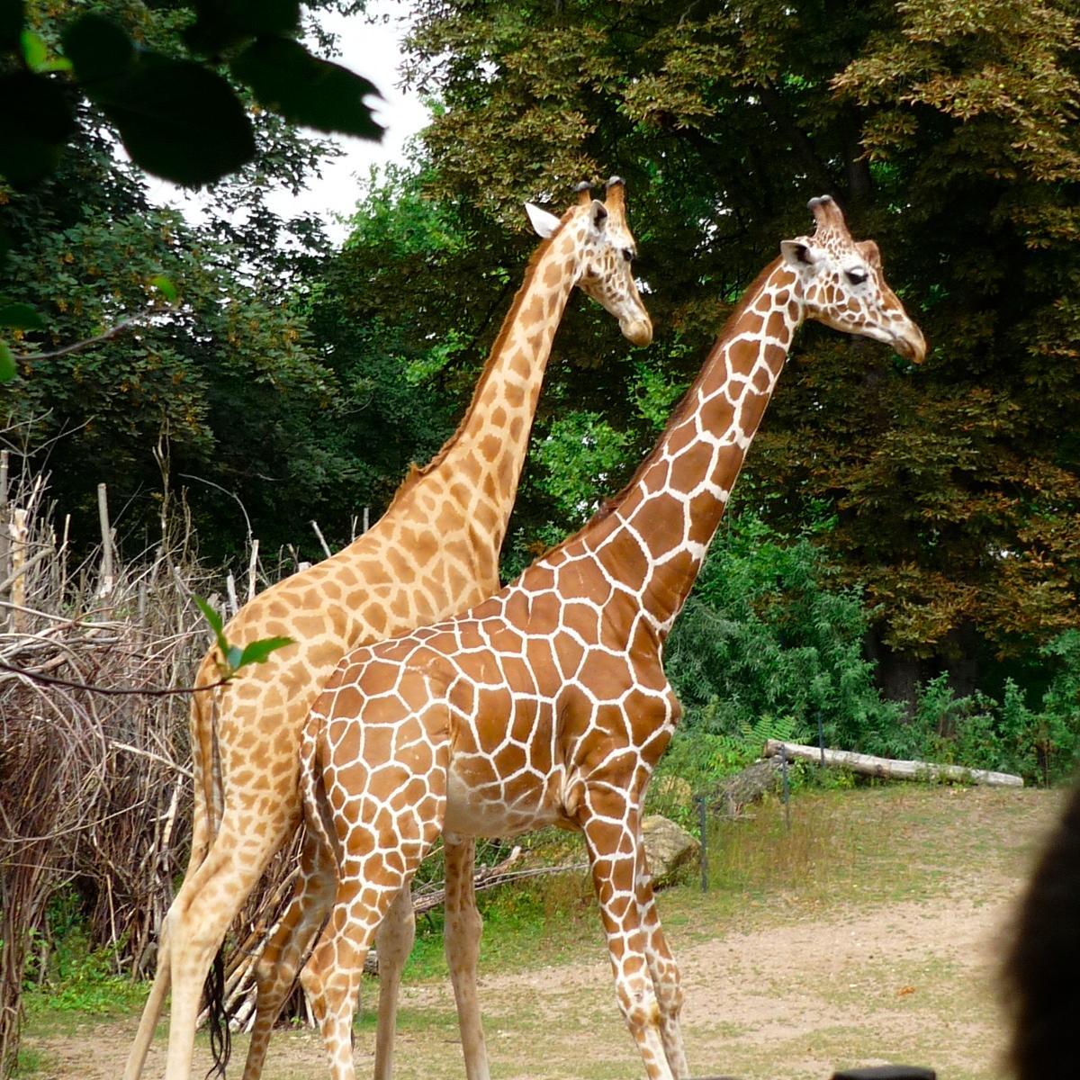 I'm (not) actually a giraffe... :)   __________                                           I love 1d and so many other things as well... :)