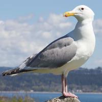 Jaclyn (@analysevic) 's Twitter Profile