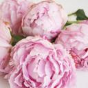 Stacy Lint - @glamorouspeony - Twitter