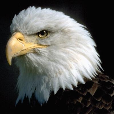 علي مع الحق و الحق مع علي ...