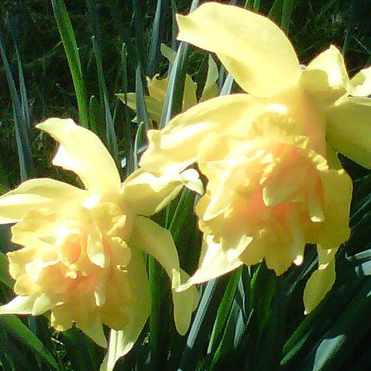 slinkysox's profile picture. 