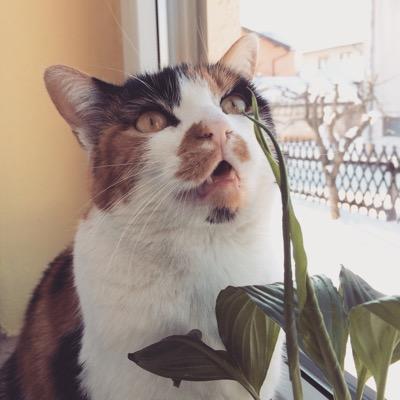 A lively 7-year old calico lady ~ Spreading wisdom and hair here, there and everywhere. #quotes, #kitties and #fur
