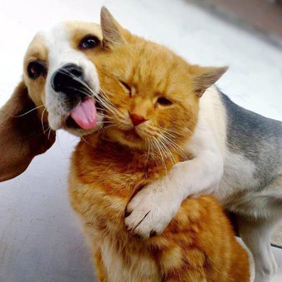 pour l'amour des chats et des chiens