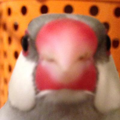 フレオ
