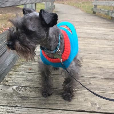 Schnoodle puppy. Mailman alarm. Professional cuddler. Will dance for treats. Est. 2012. Instagram @K9.Cooper