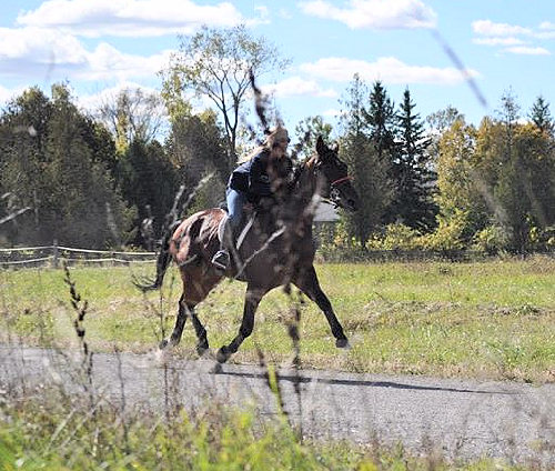 molson_88's profile picture. Driven by a passion to train riding & race horses. Bruins Fan