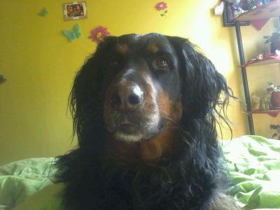 ponyvj's profile picture. #SoyUnDogsLover   https://t.co/nBWJffFaou