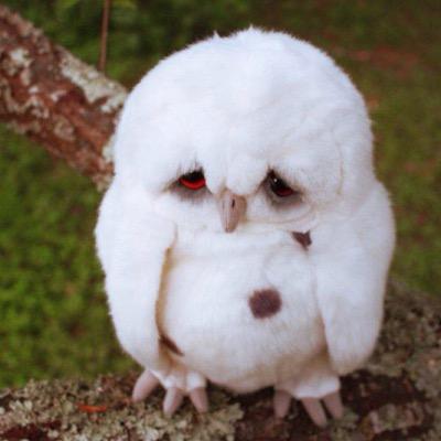 tr4shc4nlidnips's profile picture. 