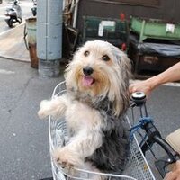 だいさん (@shiyuan55) 's Twitter Profile