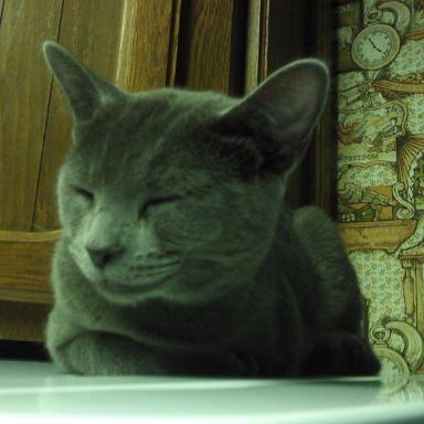 The Barbara Grannan Carie Feline Sanctuary Inc.is a non profit 501(C)3. We provide shelter, love, care and support to abandoned, abused, & neglected cats.