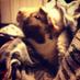 Godric Guinea pig (@godric_g_pig) Twitter profile photo