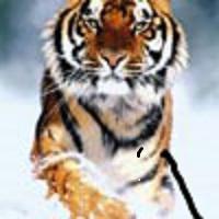 forma077's profile picture. 