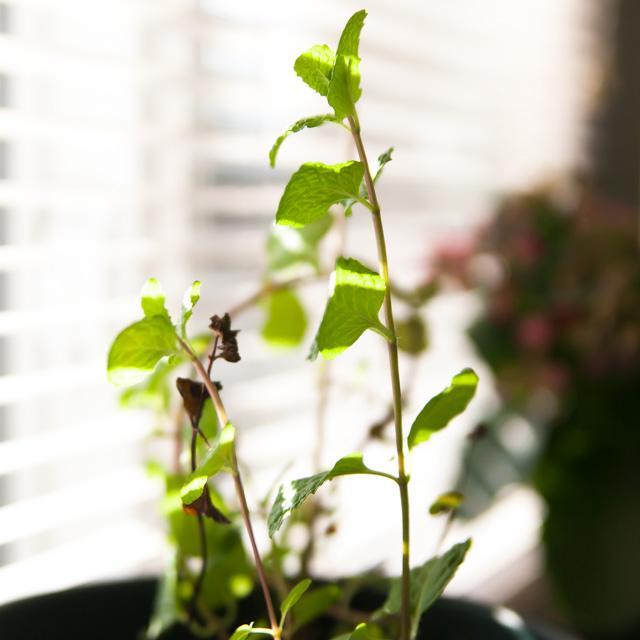 Journaling my experiments with gardening and photography.