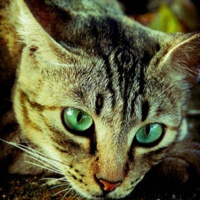 Im Maige, a quiet shecat with a thirst for blood, I may look sweet and innocent on the outside, but dont let my looks fool you.. Leader of the PoisonHearts.