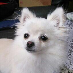 8837Zen's profile picture. 