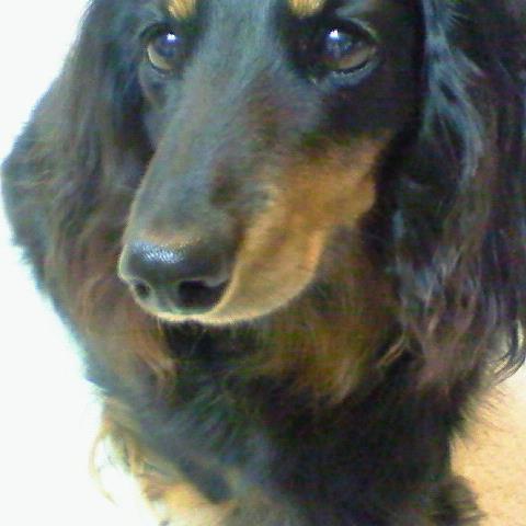 masasheri's profile picture. 