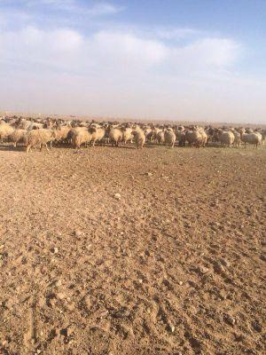 glfalsmregmail1's profile picture. ‏بيع اغنام الموقع حفر الباطن