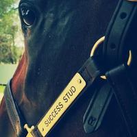 Success Stud (@successstud) Twitter profile photo