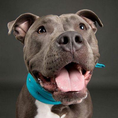 One stocky & handsome pit bull on a mission to end bully discrimination.