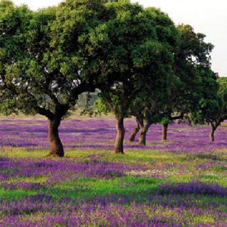 InmobiliariaMmb's profile picture. Inmobiliaria y Asesoría Agropecuaria todo en uno. Avda. La Palmera, 35 en Herrera del Duque. Les esperamos para cualquier duda.