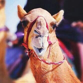 ‏‏‏‏♚♚ عماني حتئ النخاع