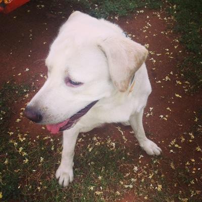 ThorTheSuperdog Profile Picture